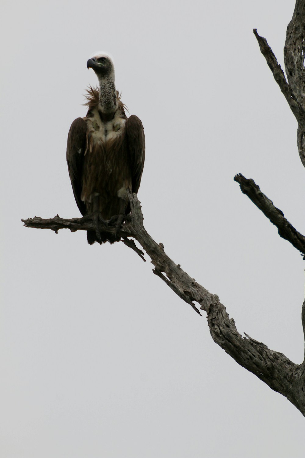 brown and white bird on brown tree branch