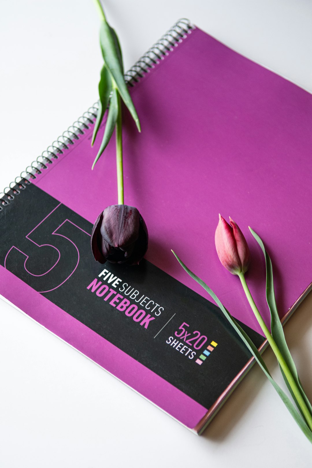 pink tulips on black book