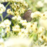 A butterfly perched on a blooming flower with soft sunlight.