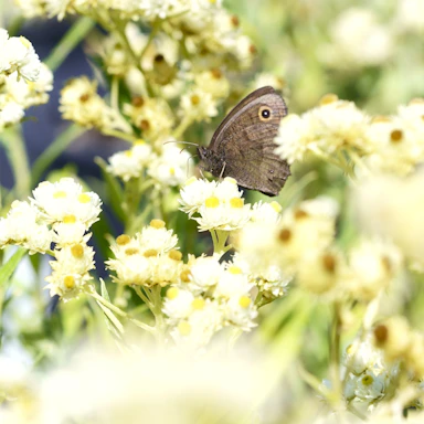 A serene butterfly resting gently on a blooming flower in soft morning light.