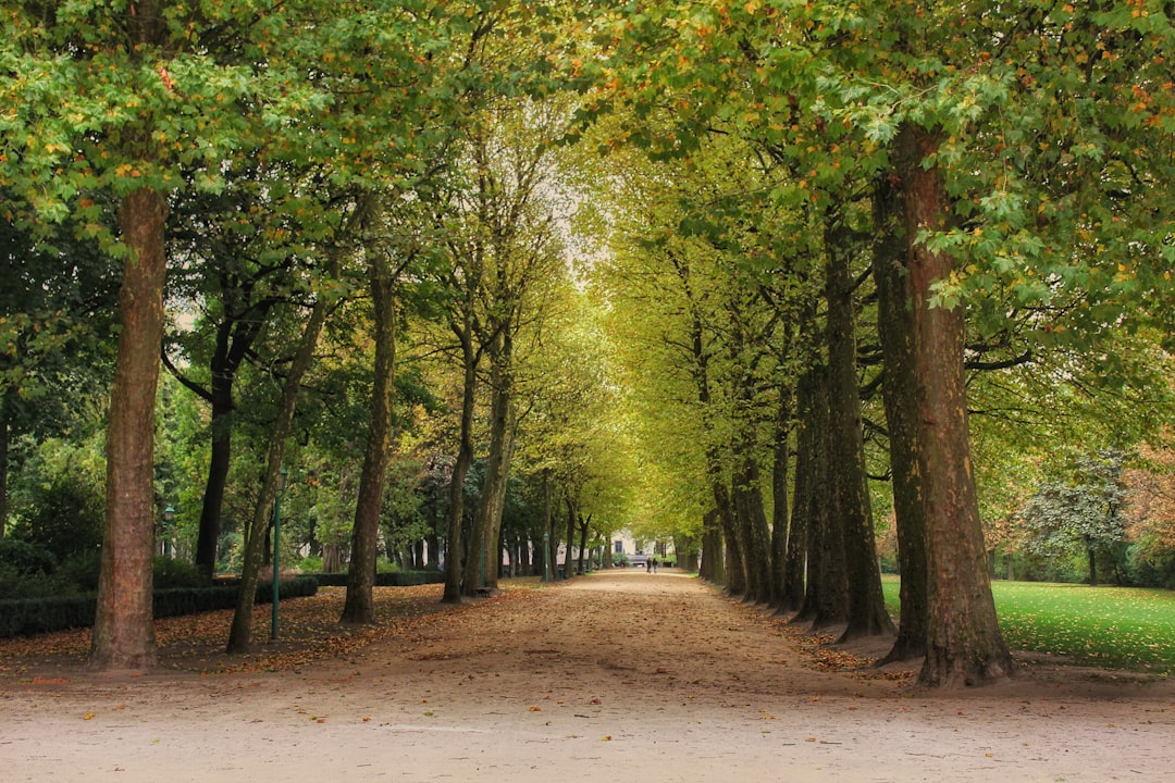 Forest photo spot Brussels Turnhout