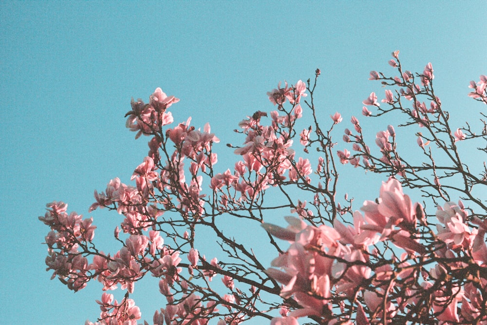 pink leaves on tree branch