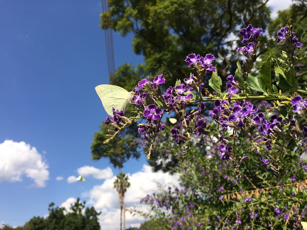 green butterfly perched on purple flower during daytime