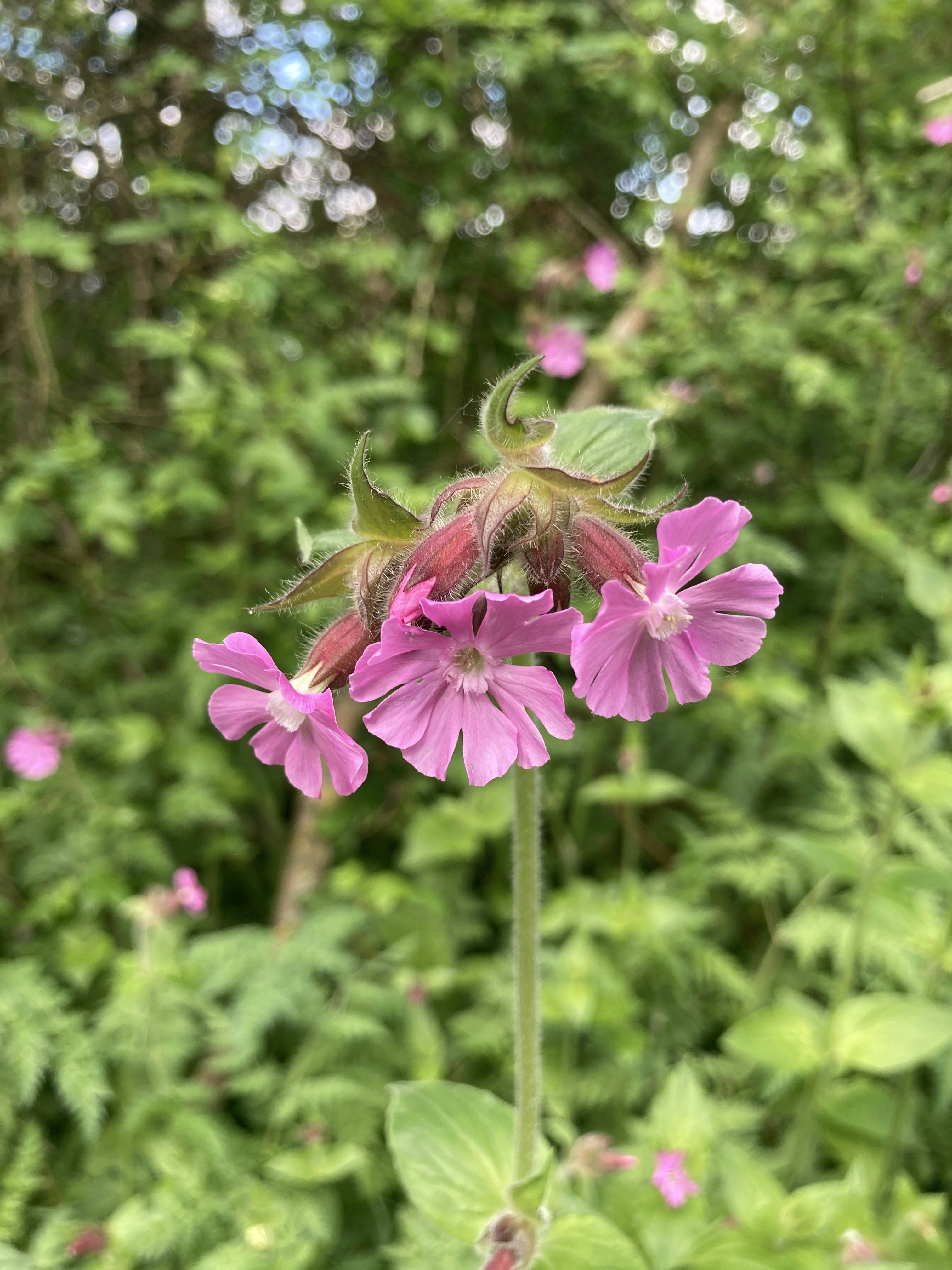 pink flower in tilt shift lens