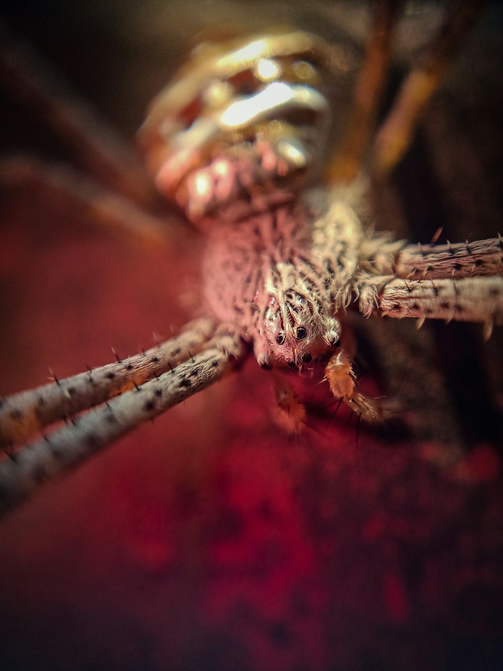 brown and black spider on web in close up photography