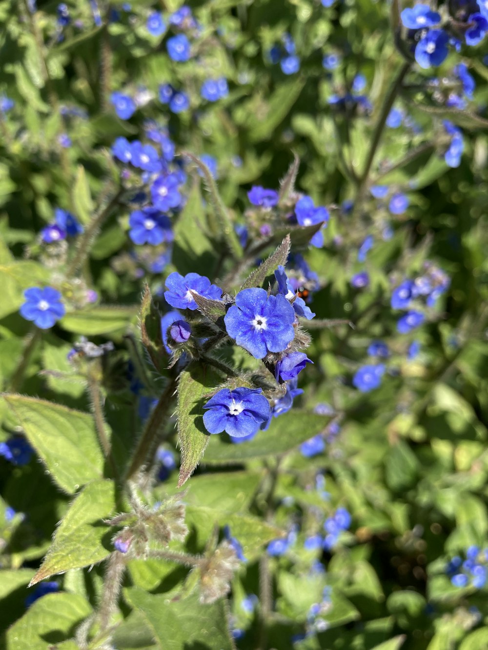 purple flower in tilt shift lens