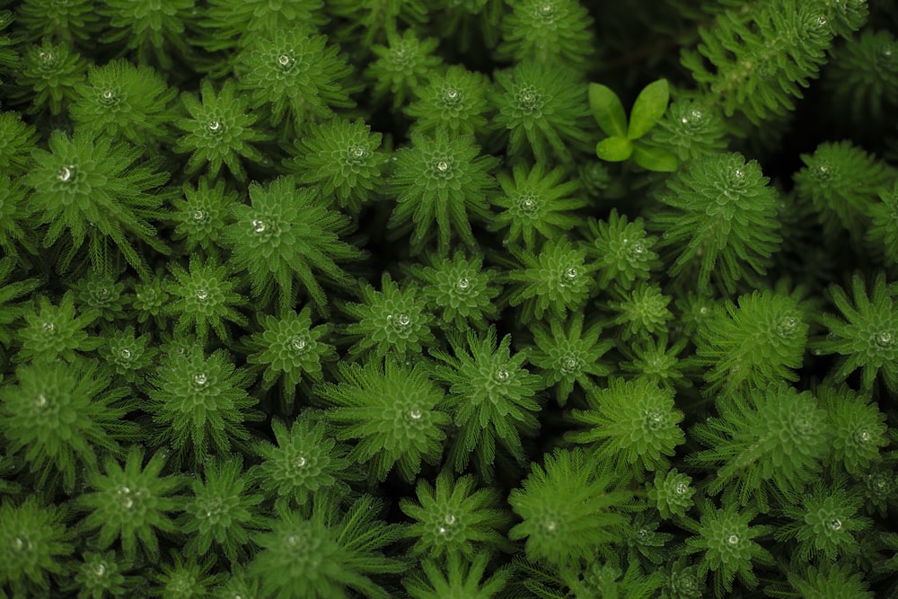 green plant in close up photography