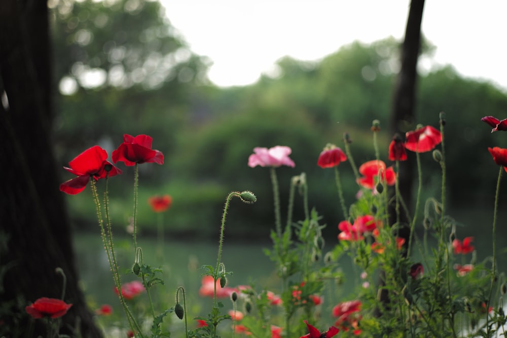 pink and white flowers during daytime