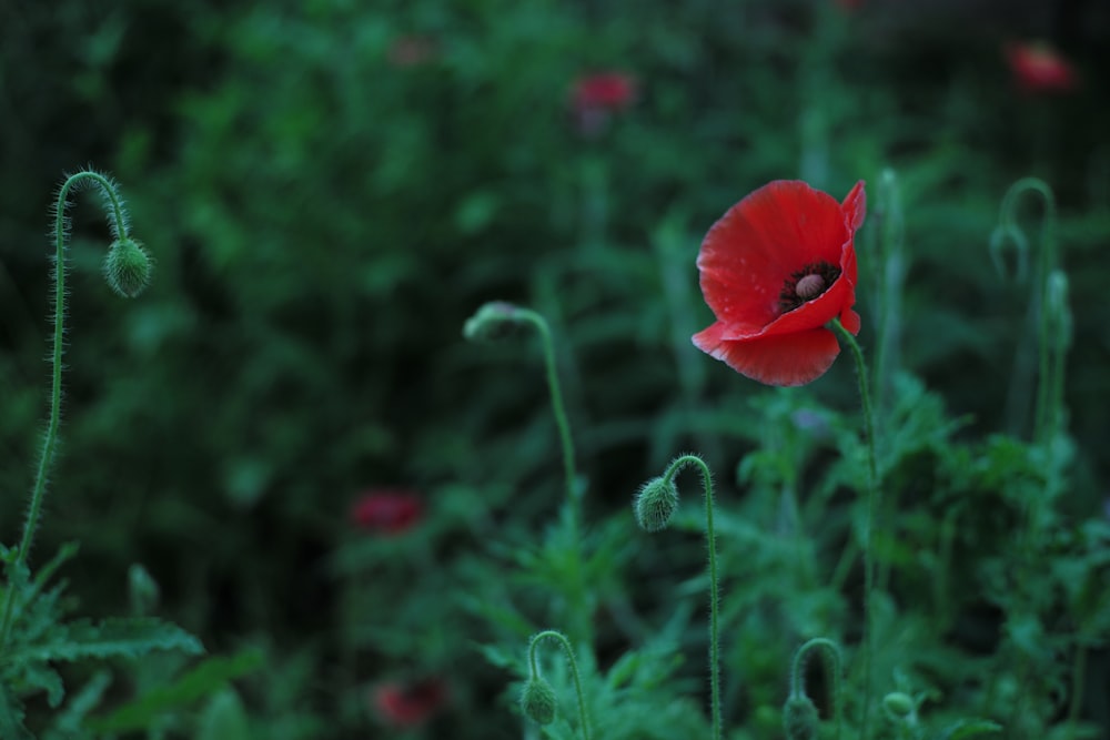 red flower in tilt shift lens