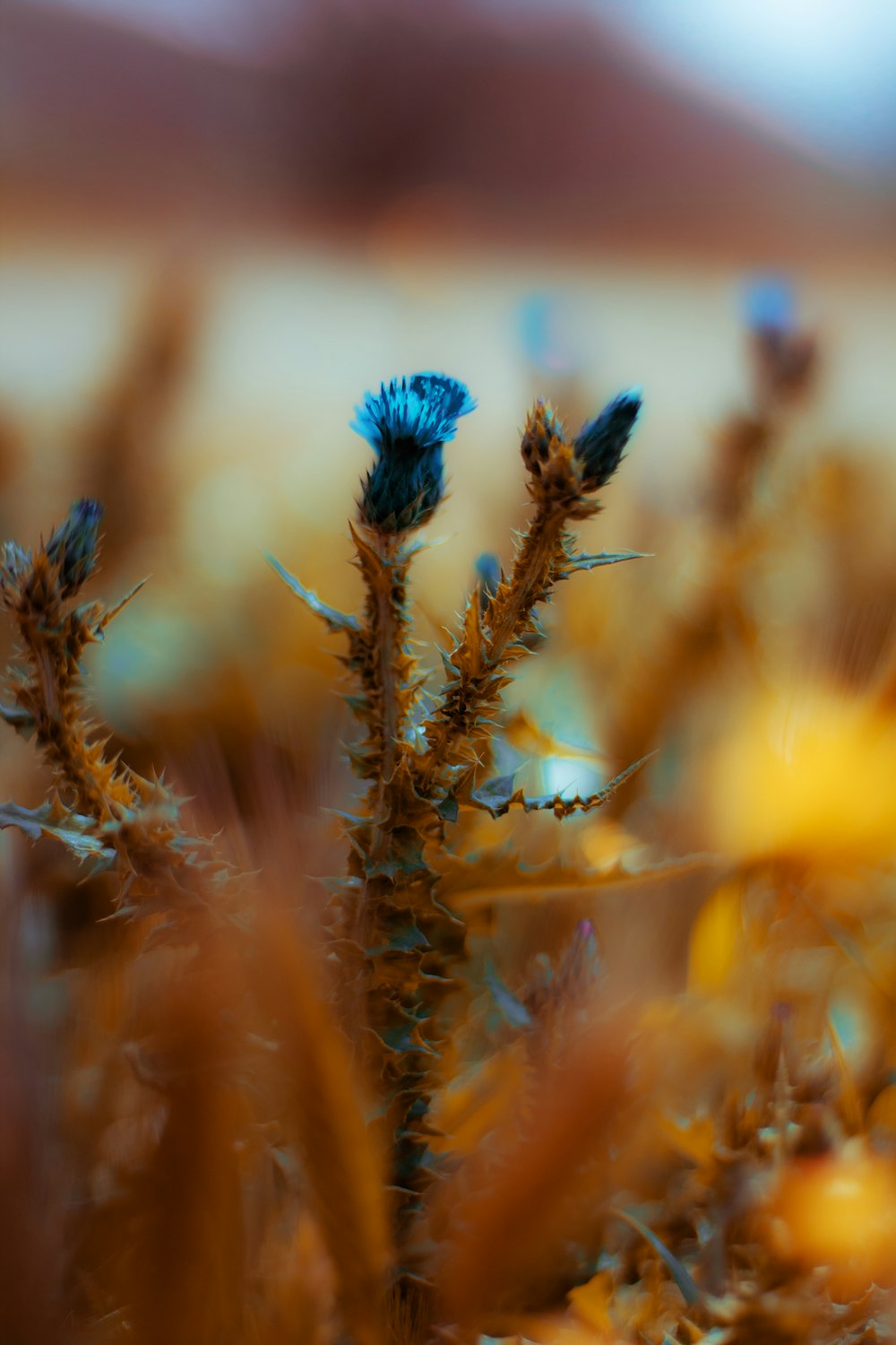 blue flower in tilt shift lens