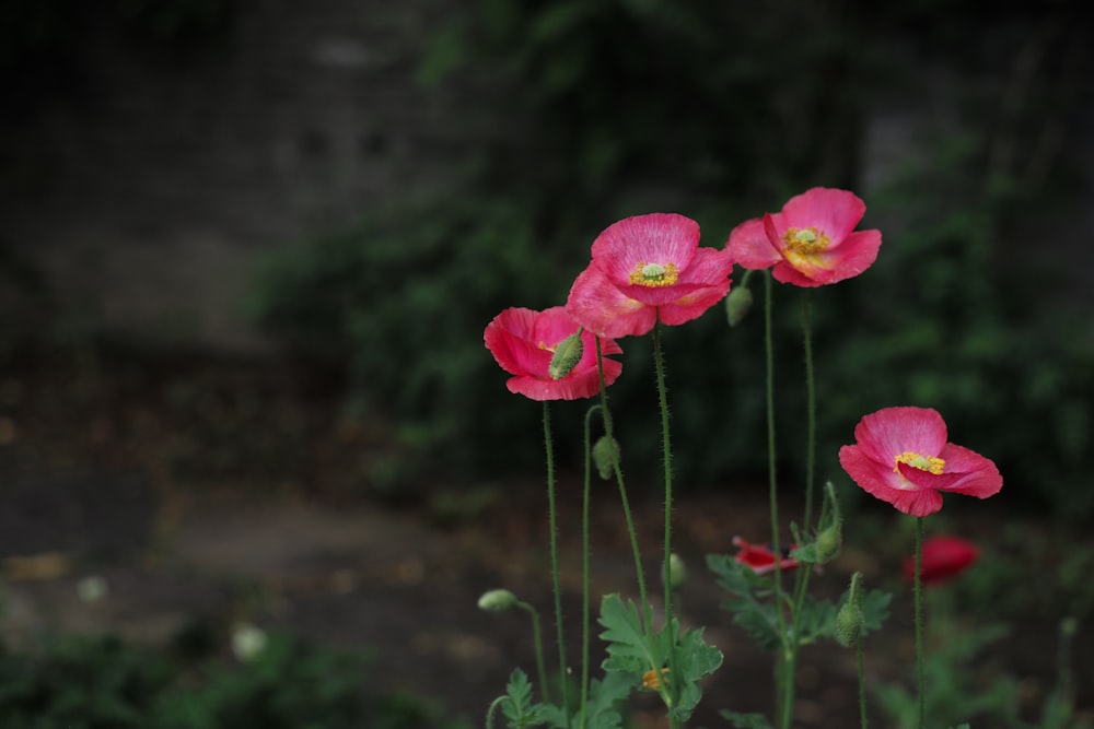 pink flower in tilt shift lens