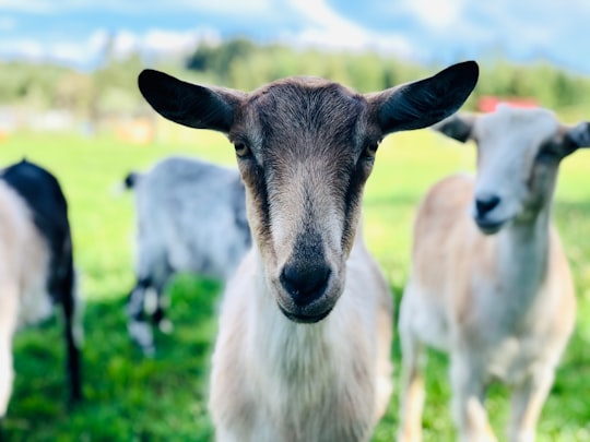 white and black goat on green grass field during daytime in Eugene United States