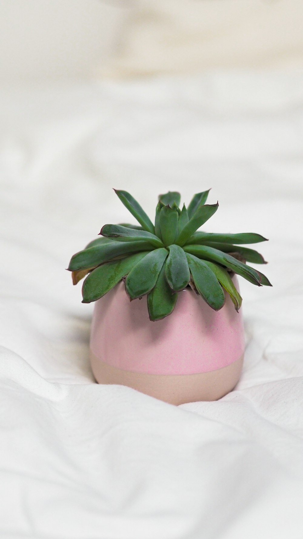 green plant on pink vase