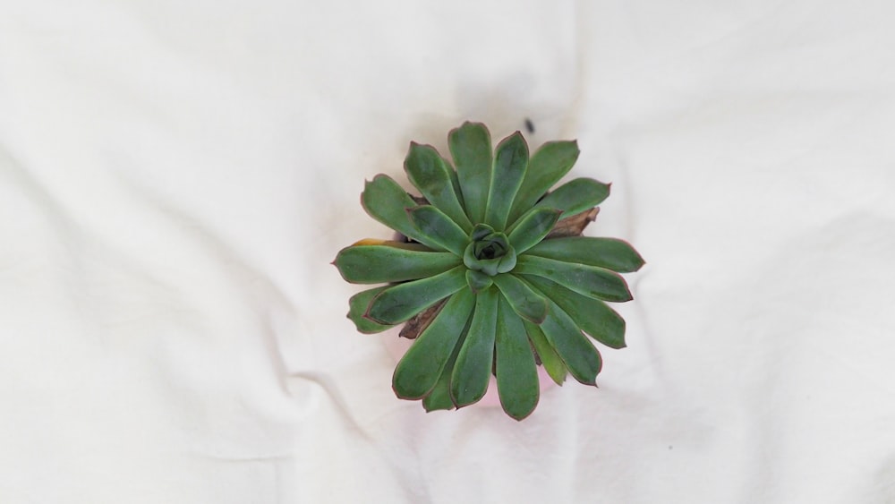 green succulent plant on white textile