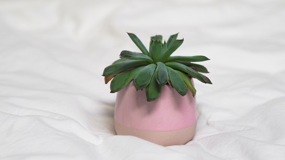 green plant on white ceramic vase