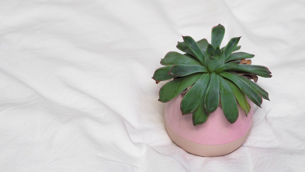 pianta grassa verde su vaso di ceramica bianca