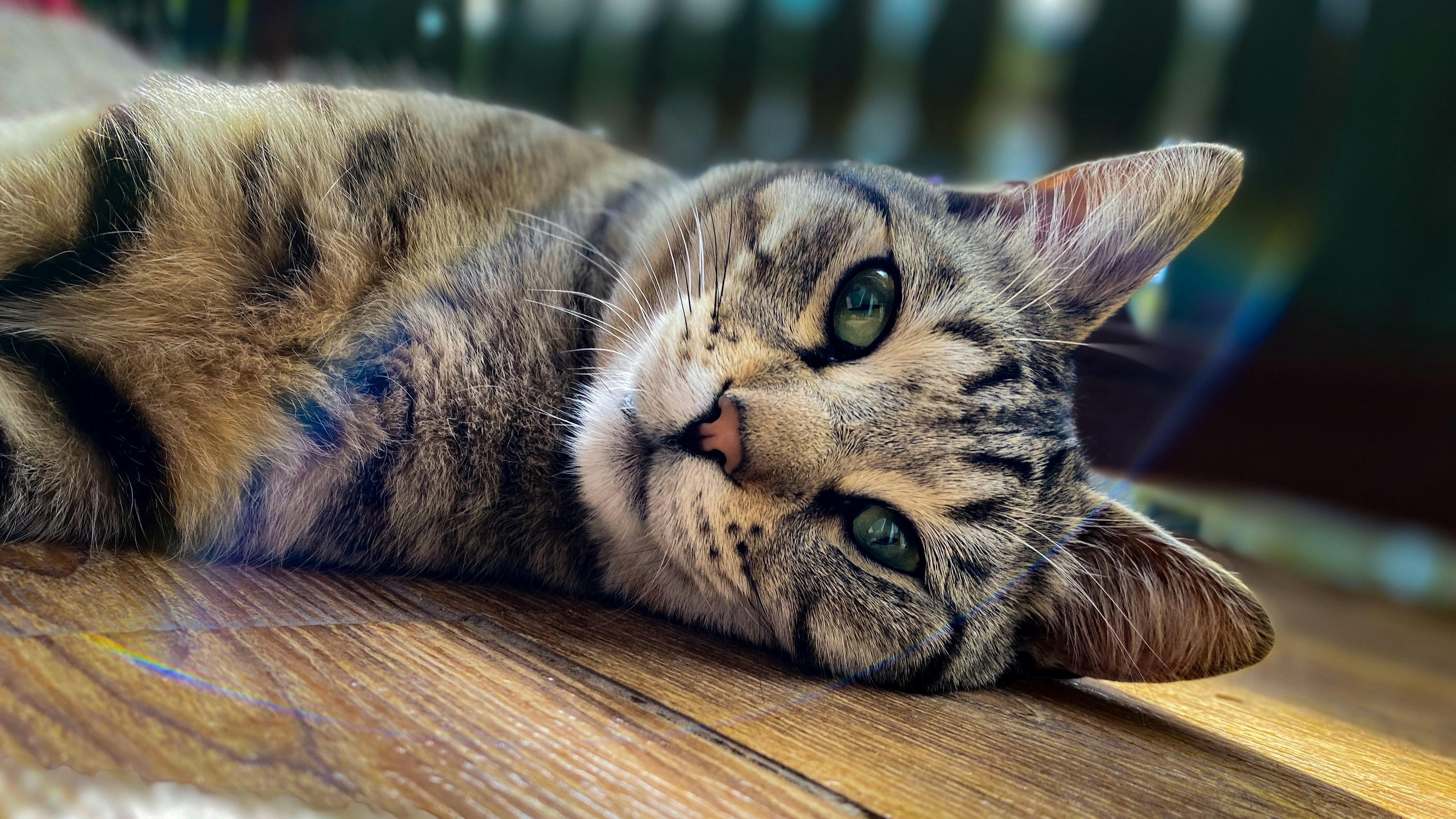 Photo by voodoonicky