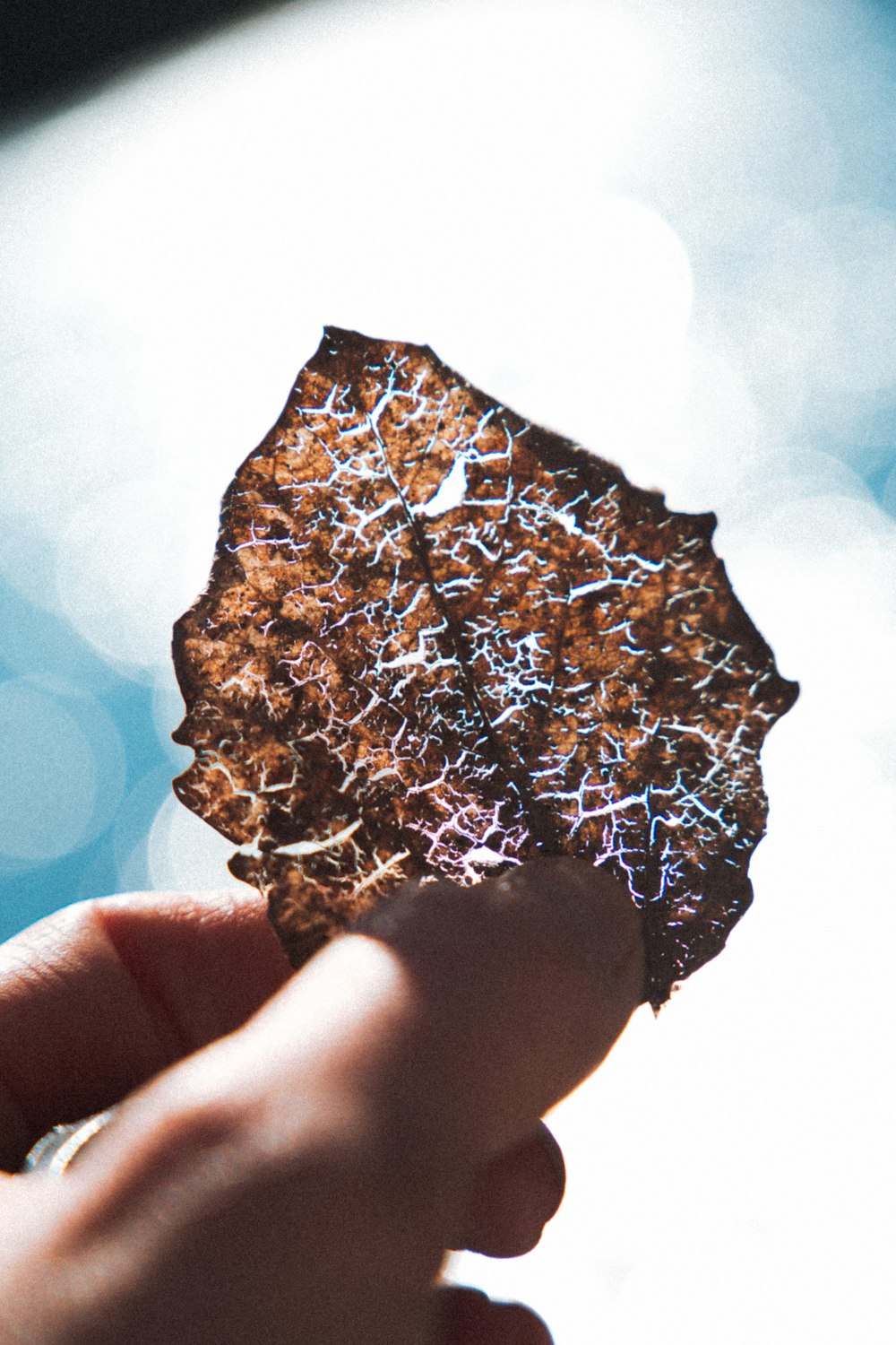 Person mit braunem getrocknetem Blatt