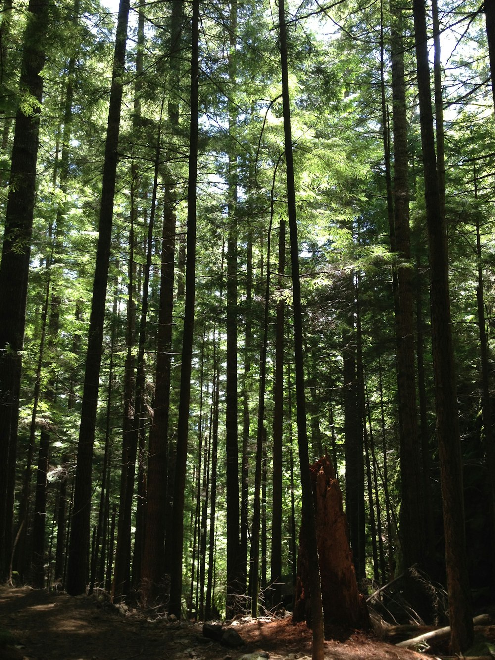 green trees in forest during daytime