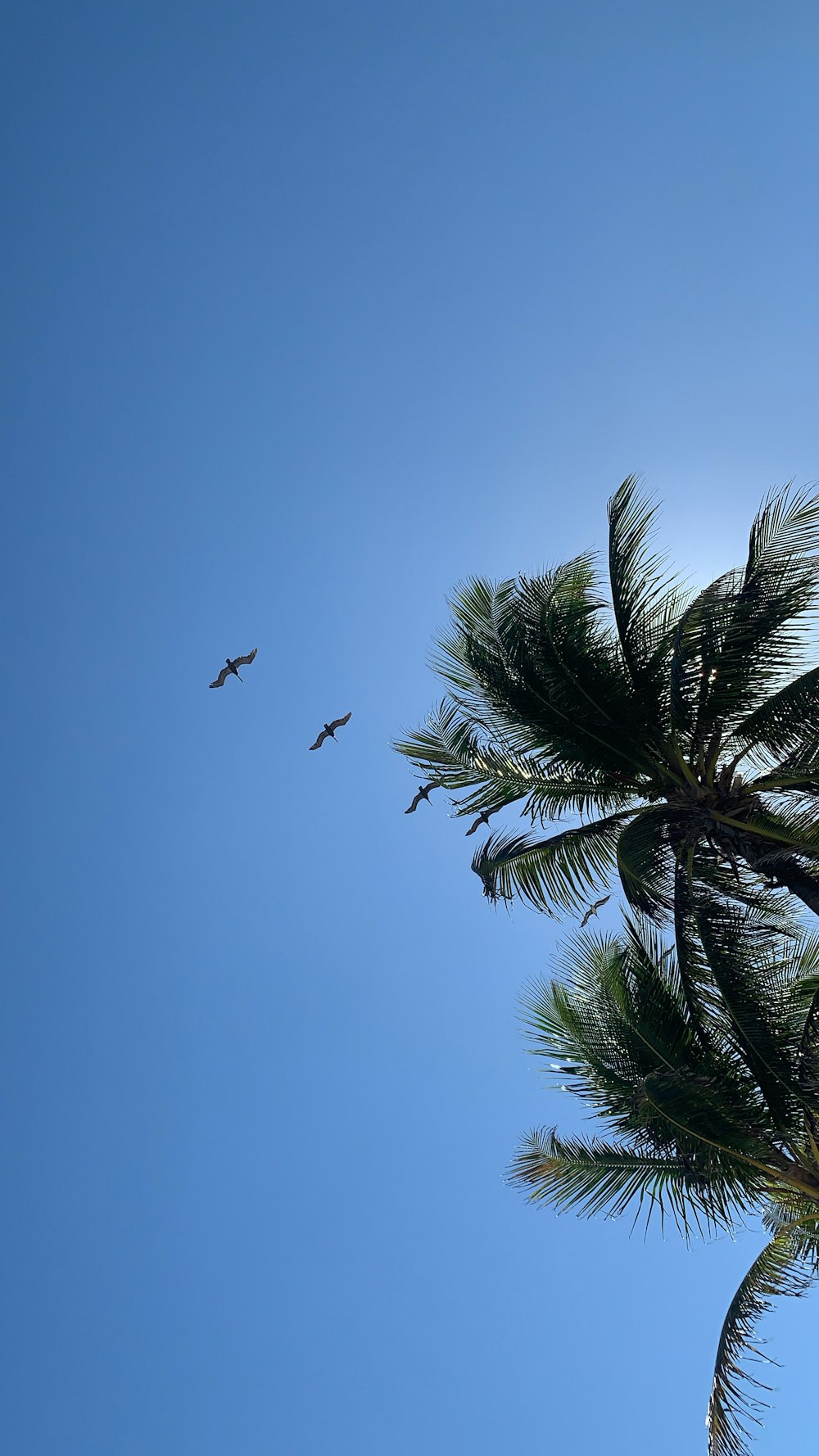 bird flying over green palm tree during daytime