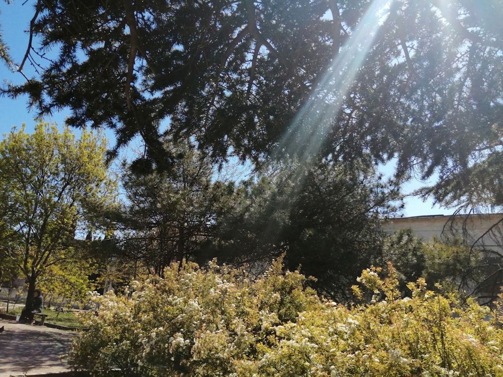 árboles verdes bajo el cielo soleado