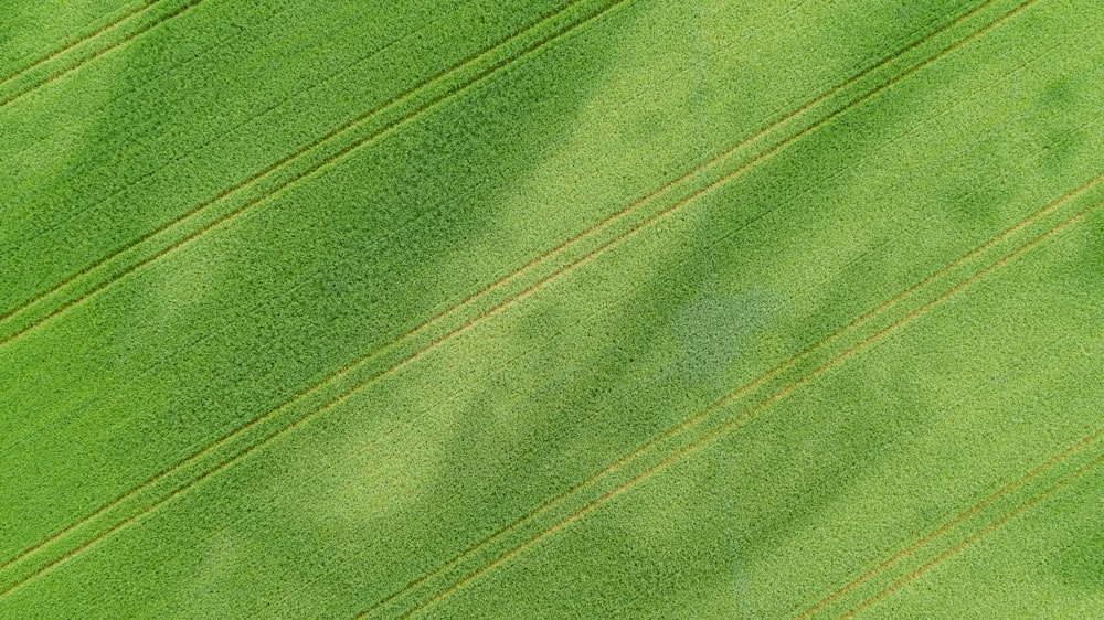 green and white striped textile