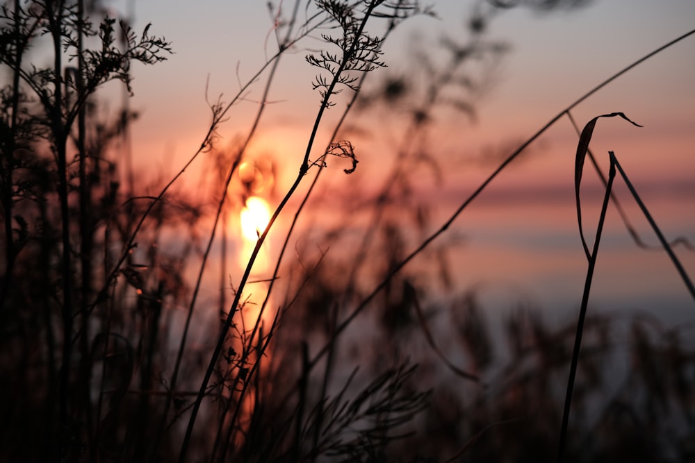 silhouette of plant during sunset