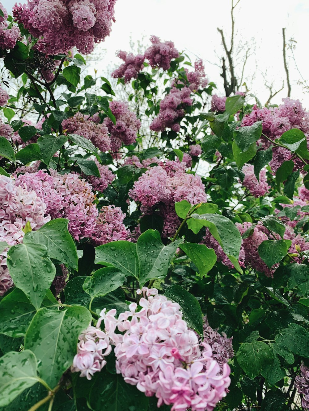 pink and white flowers during daytime