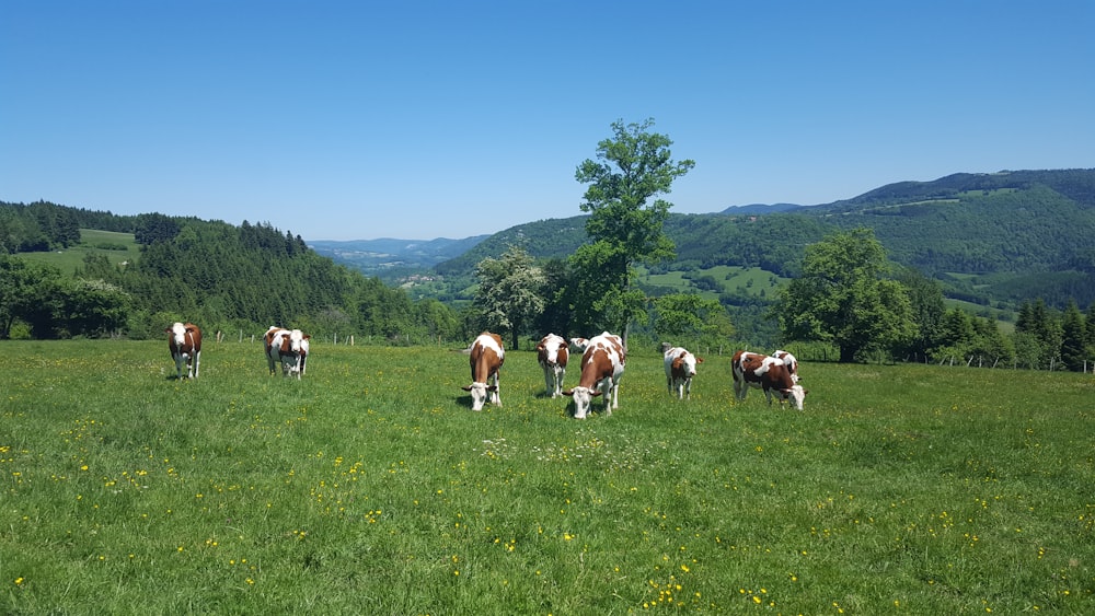 herd of cows on green grass field during daytime