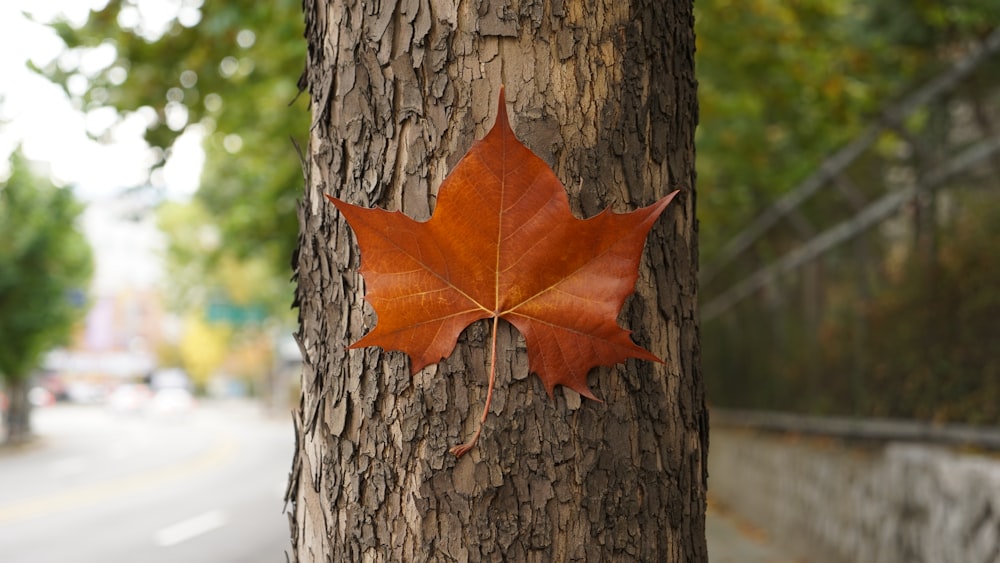 red maple leaf on brown tree trunk