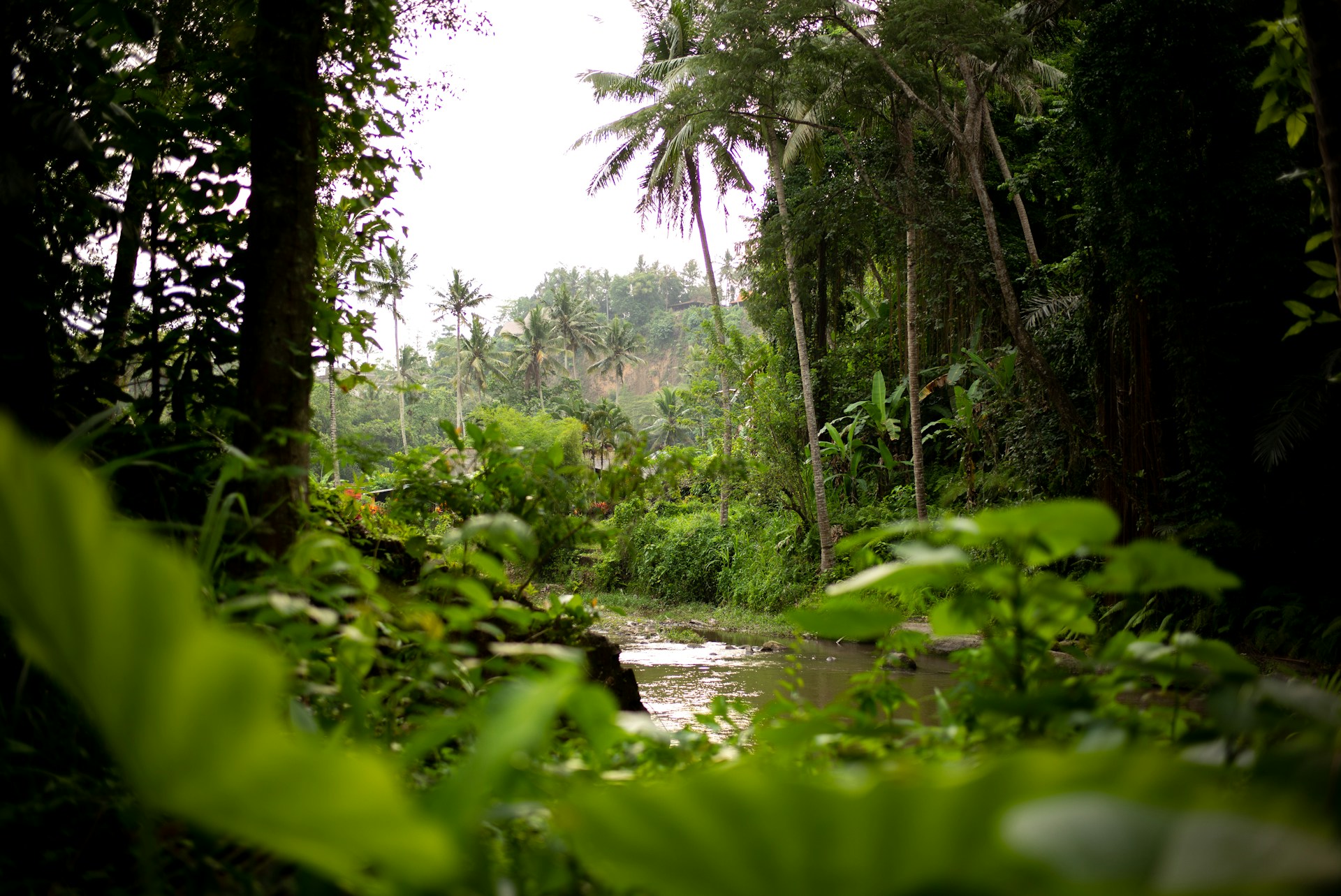 green trees beside river during daytime