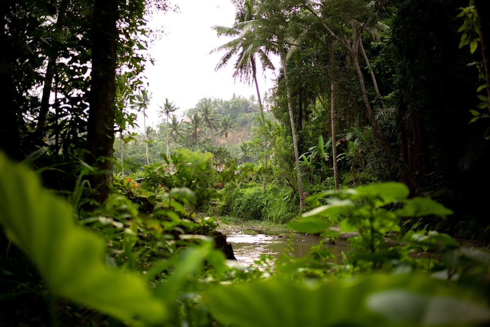 green trees beside river during daytime