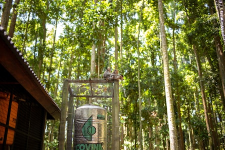 A lush forest with tall, straight trees stretching upwards. A large cylindrical metal tank is enclosed within a wire mesh structure, and two monkeys sit on top of it. Part of a wooden structure with a sloped roof is visible on the left.