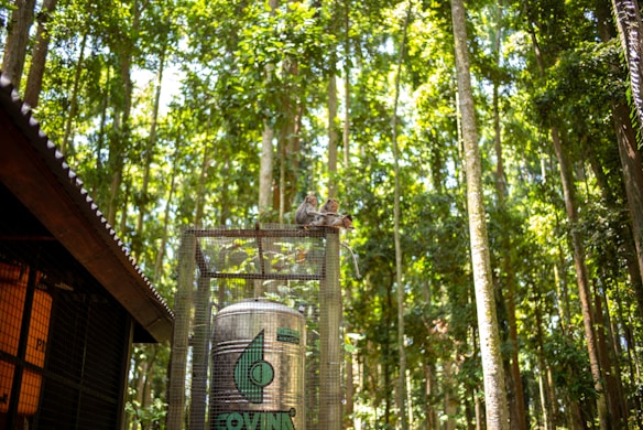 A lush forest with tall, straight trees stretching upwards. A large cylindrical metal tank is enclosed within a wire mesh structure, and two monkeys sit on top of it. Part of a wooden structure with a sloped roof is visible on the left.