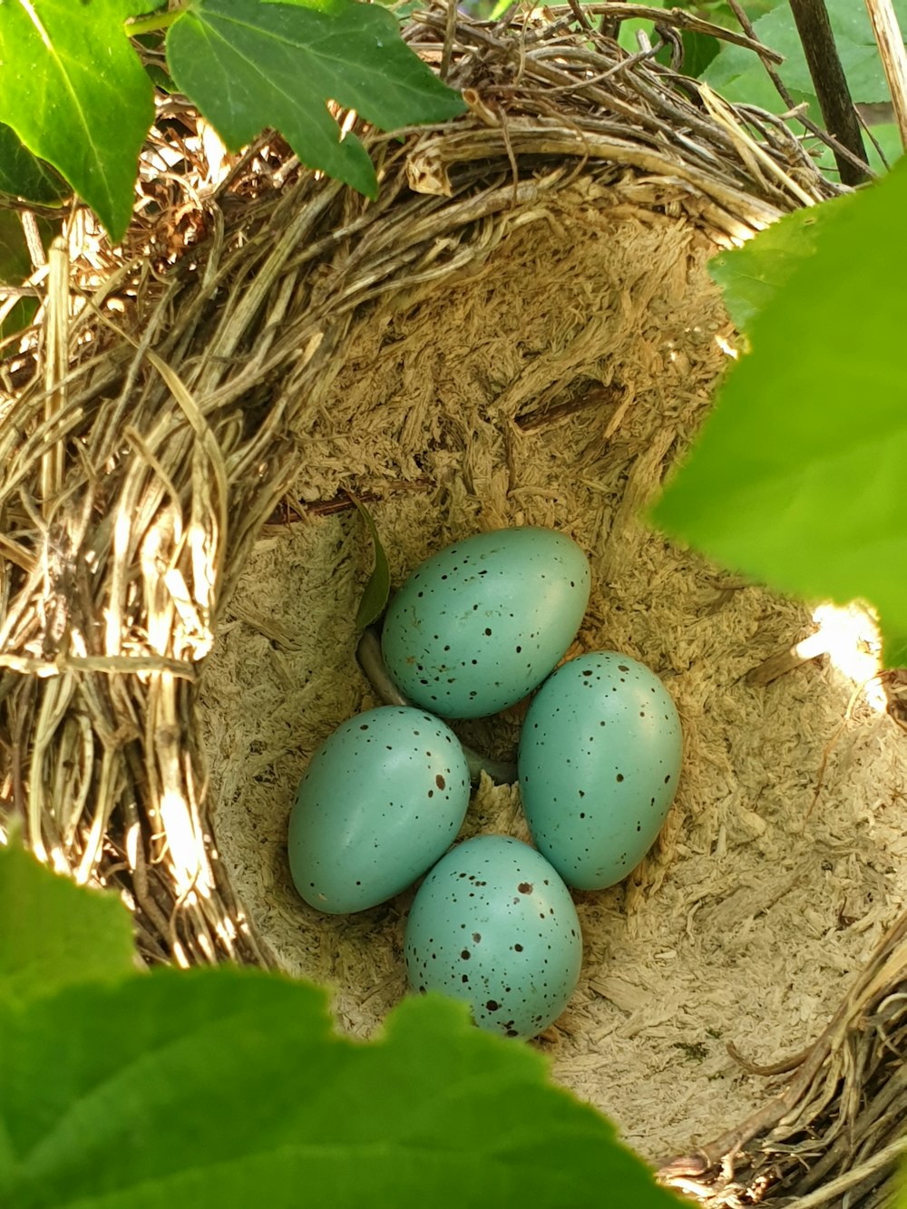 blue eggs on brown nest
