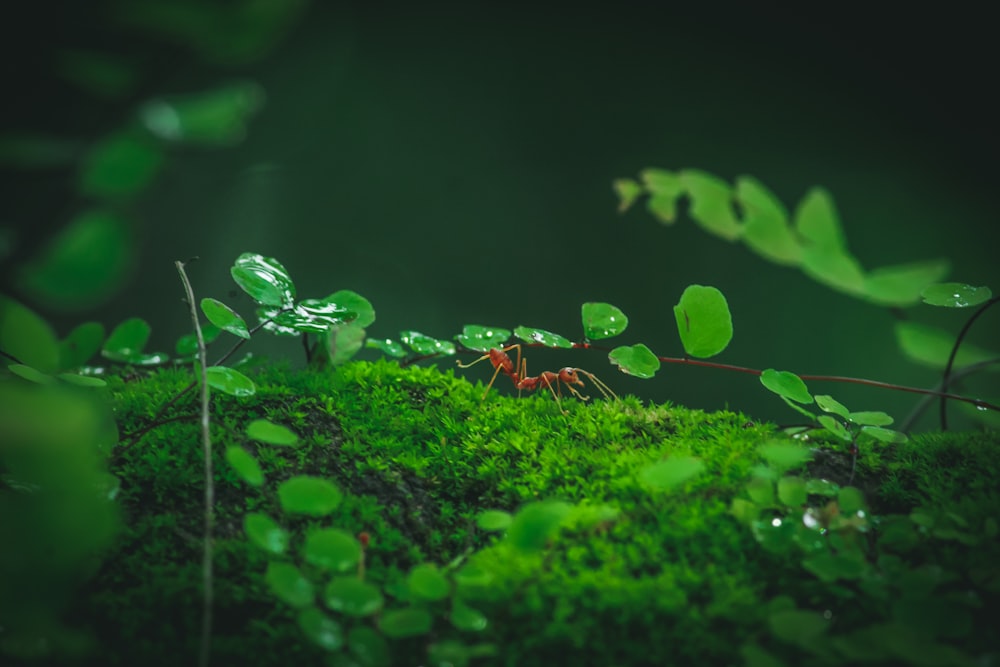 green plant with water droplets