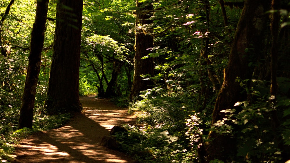 green trees and brown soil