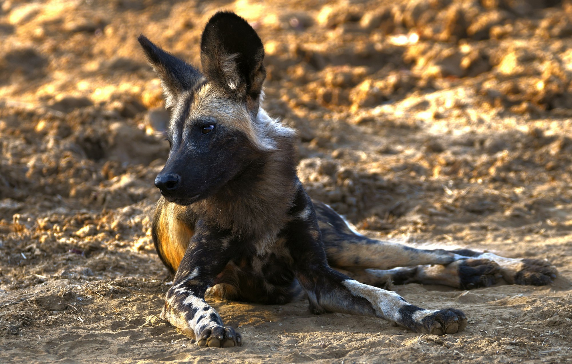 One of a pack of African Painted Dog, or Painted Wolf, or African Wild Dog (take your pick). It's always a privilege to encounter these highly endangered canines and spend a little time with them before they up and vanish into the bush. 