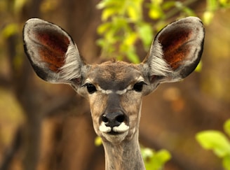 brown deer in tilt shift lens