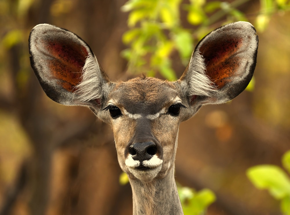 Cerf brun dans une lentille à bascule