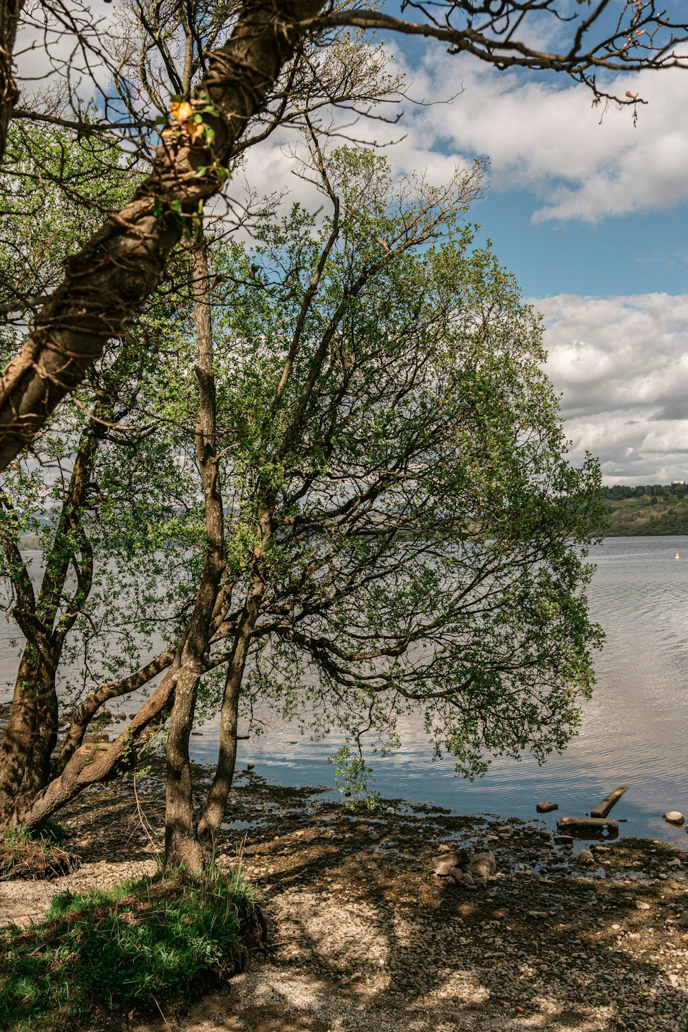 green tree near body of water during daytime