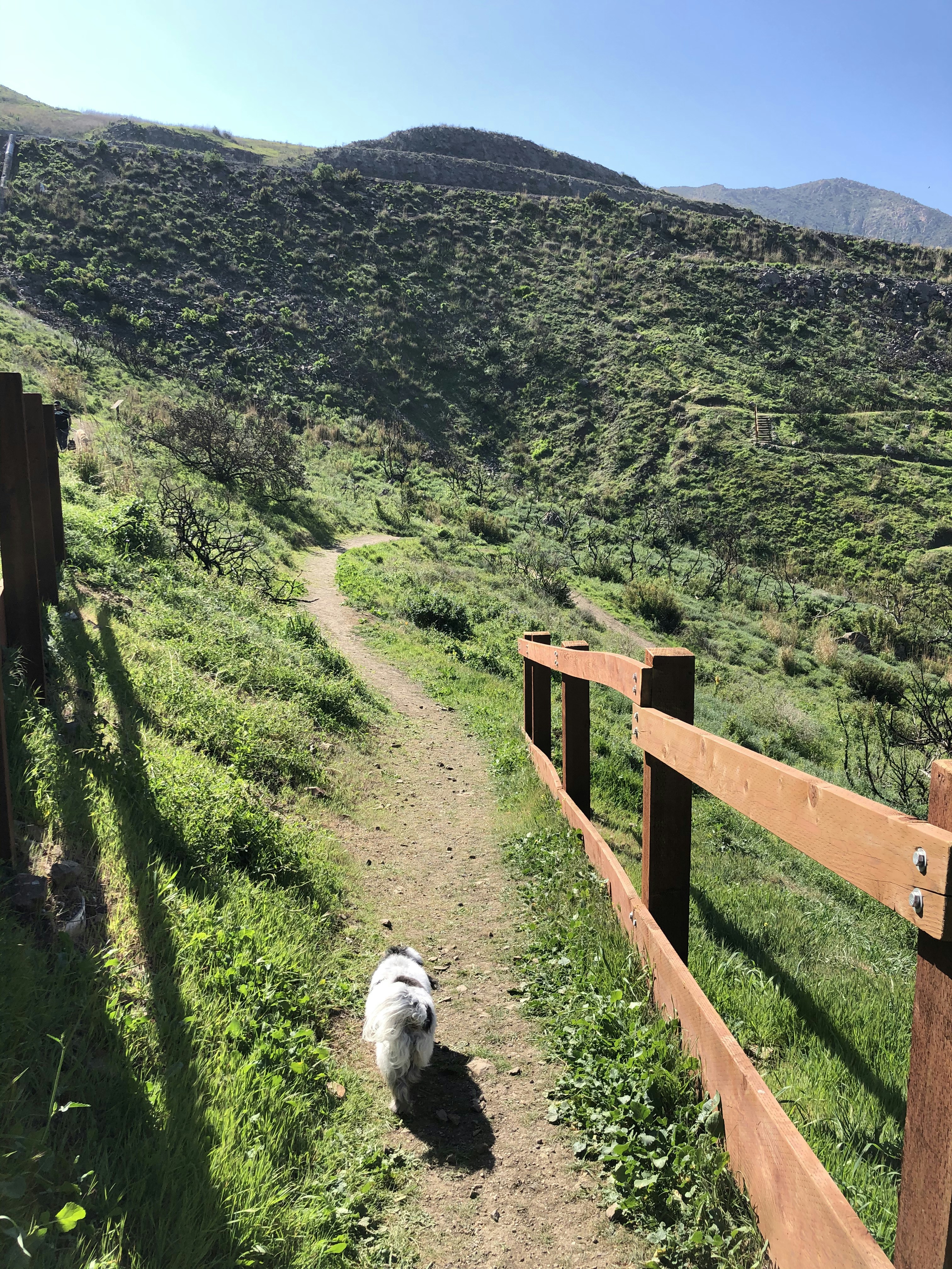 Book Your Pet's Walk