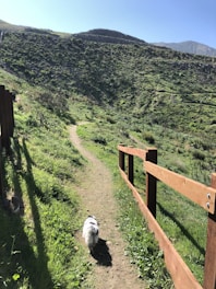 A small dog walks leisurely along a narrow dirt path surrounded by lush green grass and wooden fencing. The path winds through a hillside landscape under a clear blue sky, marked by sunlit patches and shadows cast by the fence.