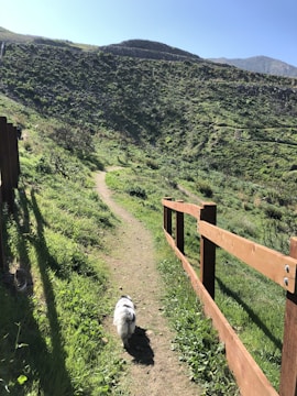 A small dog walks leisurely along a narrow dirt path surrounded by lush green grass and wooden fencing. The path winds through a hillside landscape under a clear blue sky, marked by sunlit patches and shadows cast by the fence.