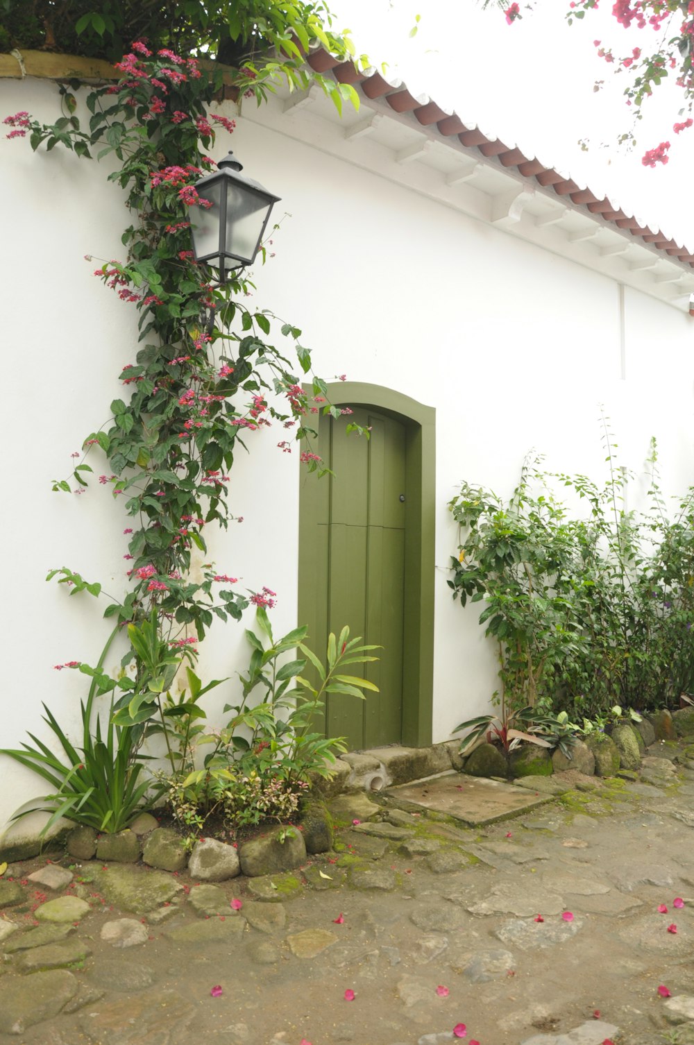 green plant near white wall