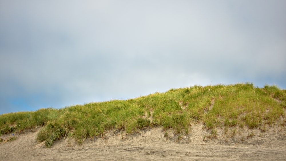 green grass field under white sky during daytime