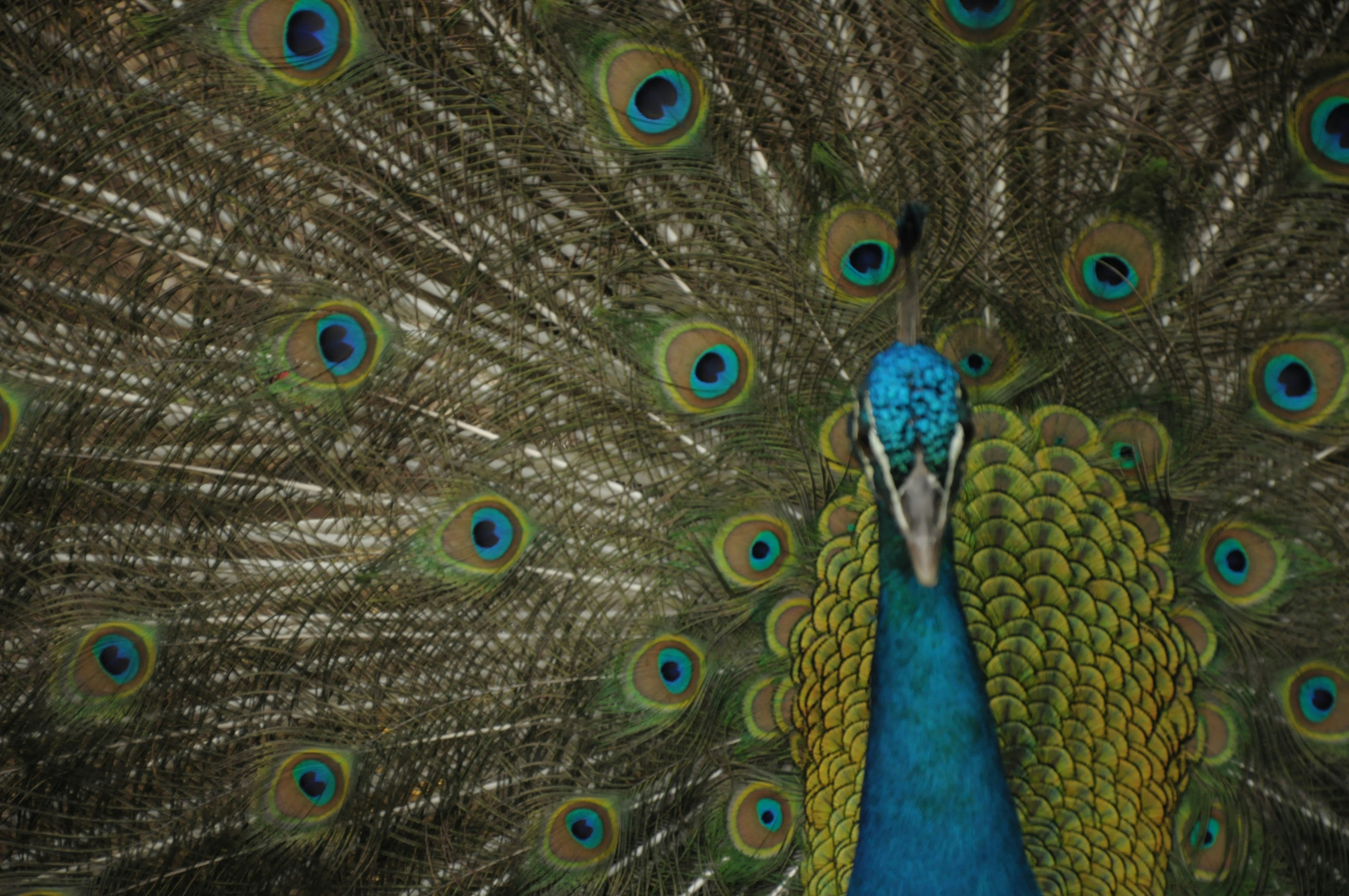 Paraty, Brazil - Peacock Pavão