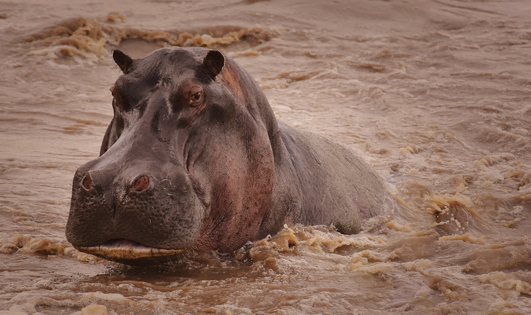 hippopotamus