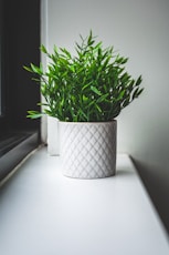 green plant on white ceramic pot