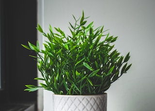 green plant on white ceramic pot